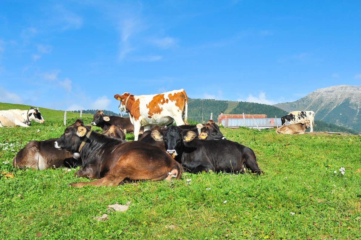 Le malghe dell'Altopiano dei Sette Comuni ottengono la certificazione biologica